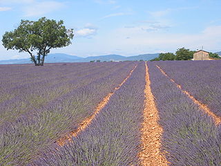 Lavender fields in the south of France